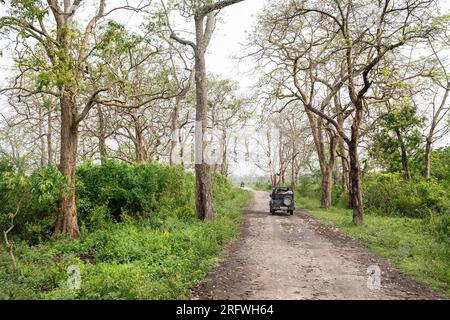 Safari-Jeep voller Touristen auf einer Schotterstraße durch den Wald im Kaziranga-Nationalpark, Assam, Indien Stockfoto