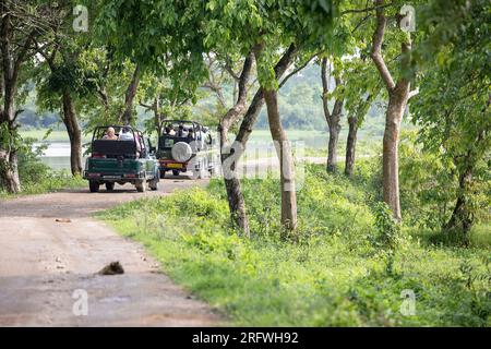 Safari-Jeep voller Touristen auf einer Schotterstraße durch den Wald im Kaziranga-Nationalpark, Assam, Indien Stockfoto