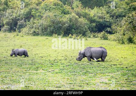 Schöne Mutter und ein Baby Indische Nashörner (Rhinoceros unicornis) im Kaziranga Nationalpark im Bundesstaat Assam, Indien Stockfoto