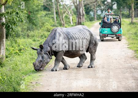 Ein Nashorn überquert die unbefestigte Straße, während eine Gruppe von Touristen vom Safari-Fahrzeug im Kaziranga-Nationalpark, Assam, Indien aus zusieht Stockfoto