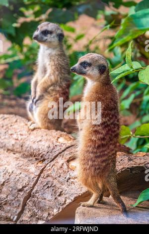 Zwei süße, neugierige Erdmännchen stehen auf ihren Hinterbeinen auf einem sandigen Hügel und schauen weg. Zwei Erdmännchen stehen auf ihren Hinterbeinen. Stockfoto