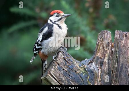 Eine Nahaufnahme eines jungen, großen Spechers, Dendrocopos Major, der hoch oben auf einem alten Baumstumpf mit einer natürlichen Waldkulisse liegt Stockfoto