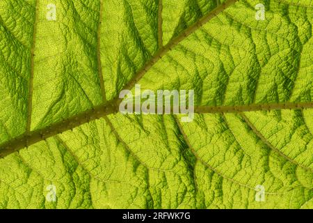 Grünes Gunnera-Blatt Stockfoto