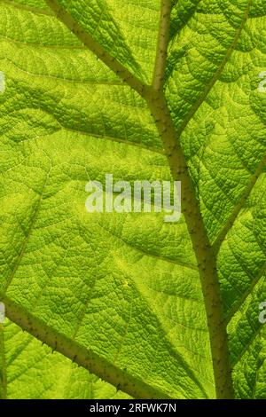 Grünes Gunnera-Blatt Stockfoto