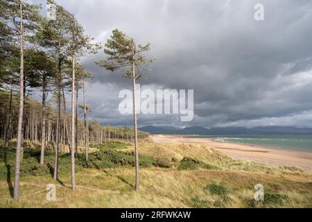 Am Rande des Kiefernwaldes hinter dem Dunes Newborough Warren Nature Reserve, Anglesey, Wales Stockfoto