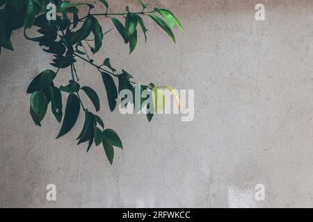 Zimtbaum mit bunten Blättern Stockfoto