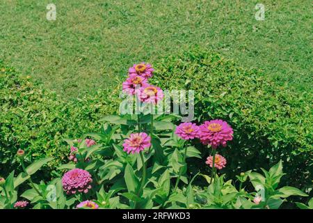Rosa Zinnia Pflanzen in voller Blüte Stockfoto