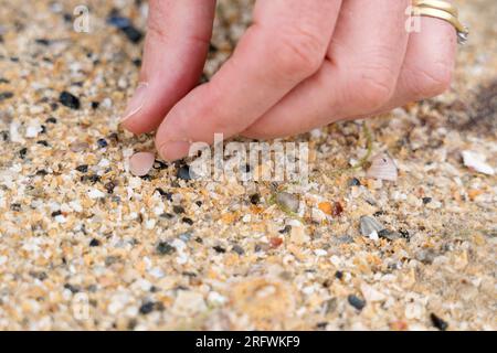 Wir finden Kaurimuscheln am Balnahard Beach Colonsay, Schottland Stockfoto