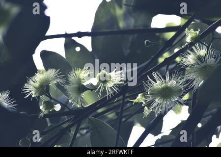 Blühende Rosenapfelblüte Stockfoto
