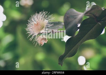 Blühende Rosenapfelblüte Stockfoto