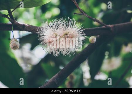 Blühende Rosenapfelblüte Stockfoto