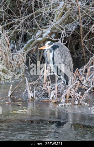 Graureiher steht am Flussufer, River Cam im Winter in Grantchester Meadows Stockfoto