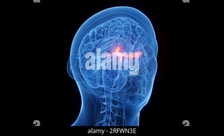 Sehnerven, Illustration Stockfoto