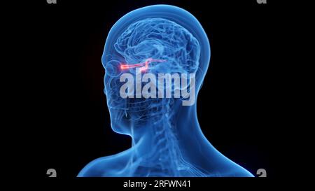 Sehnerven, Illustration Stockfoto