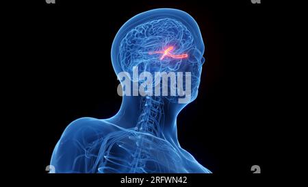 Sehnerven, Illustration Stockfoto