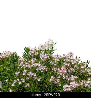 Blühender Oleander-Busch mit rosafarbenen Blumen isoliert auf weiß mit Schnittpfad im Preis inbegriffen. Grafische Ressource für Bereich kopieren. Rahmen für Banner oder Grußwagen Stockfoto