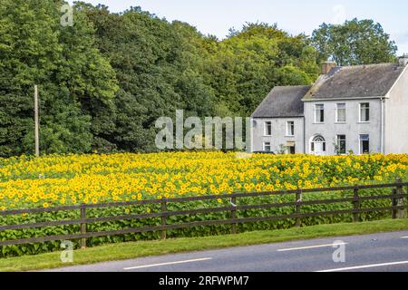 Feld der Sonnenblumen in Ballinascarthy, West Cork, mit Hilfe des Marymount Hospice. Stockfoto