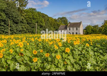 Feld der Sonnenblumen in Ballinascarthy, West Cork, mit Hilfe des Marymount Hospice. Stockfoto