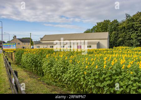 Feld der Sonnenblumen in Ballinascarthy, West Cork, mit Hilfe des Marymount Hospice. Stockfoto