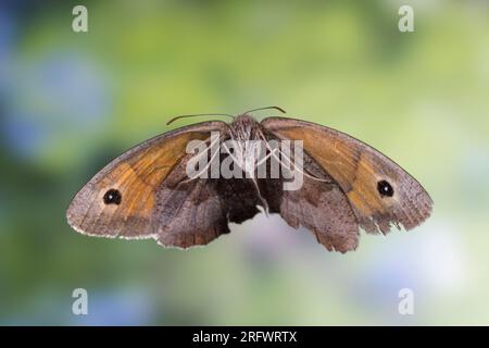 Großes Ochsenauge, Grosses Ochsenauge, Ochsenauge, Flug, Fliegend, Maniola jurtina, Epinephele jurtina, Wiesenbraun, Flug, fliegen, Le Myrtil Stockfoto