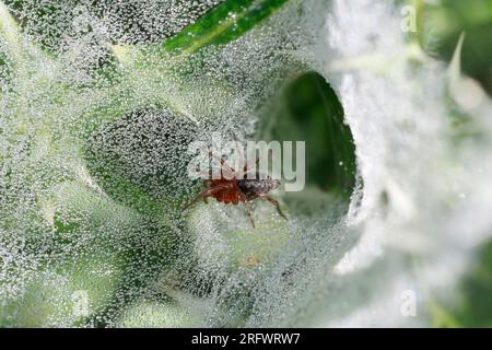 Labyrinthspinne, Labyrinth-Spinne, Jungtier im Netz, Trichternetz, Tautropfen, Agelena labyrinthica oder Agelena orientalis, Grastrichterweber, Labyrinth Stockfoto