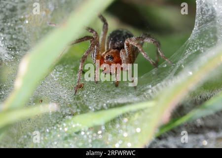 Labyrinthspinne, Labyrinth-Spinne, Jungtier im Netz, Trichternetz, Tautropfen, Agelena labyrinthica oder Agelena orientalis, Grastrichterweber, Labyrinth Stockfoto