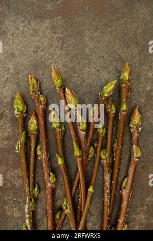 Elf frische Frühlingszweige von Weißbeeren oder Sorbus-Arie mit grün-orangefarbenen Knospen, die auf beflecktem Metall liegen Stockfoto