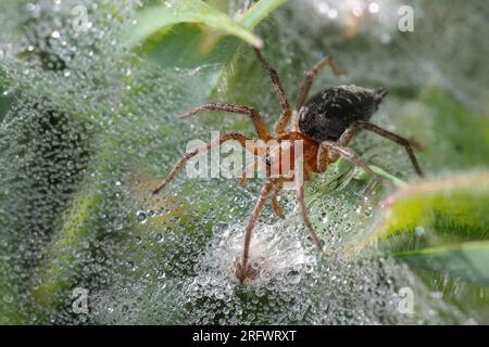 Labyrinthspinne, Labyrinth-Spinne, Jungtier im Netz, Trichternetz, Tautropfen, Agelena labyrinthica oder Agelena orientalis, Grastrichterweber, Labyrinth Stockfoto