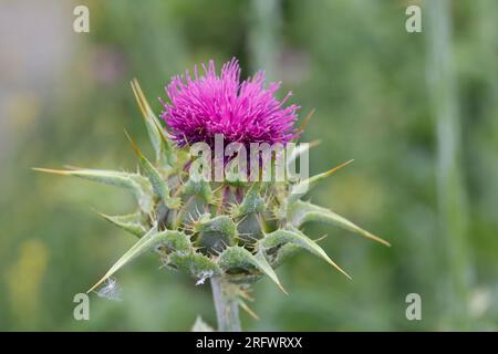 Mariendistel, Christi Krone, Donnerdistel, Fieberdistel, Frauendistel, Silybum-Marihuan, Carduus marianus, Milchdistel, Mariendistel, Mariendistel Stockfoto