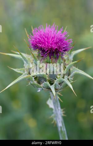 Mariendistel, Christi Krone, Donnerdistel, Fieberdistel, Frauendistel, Silybum-Marihuan, Carduus marianus, Milchdistel, Mariendistel, Mariendistel Stockfoto