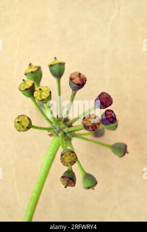 Grüner Stiel von Ivy oder Hedera Helix mit aufreißenden Samenköpfen, die auf antikem Papier liegen Stockfoto