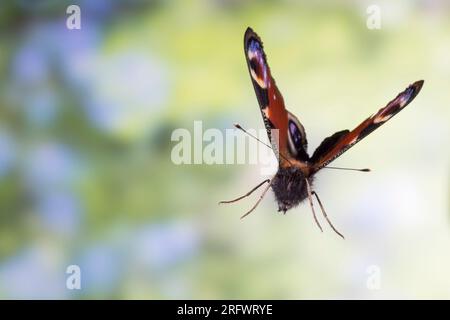 Tagpfauenauge, Tag-Pfauenauge, Flug, Fliegend, Aglais io, Inachis io, Nymphalis io, Pfauenmotte, europäischer Pfau, Pfau, peacock-Schmetterling, Flug Stockfoto