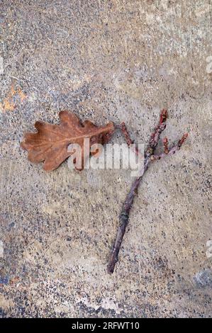 Stiel aus englischer Eiche oder Quercus robur mit einzelnem Herbstblatt auf Marmor Stockfoto