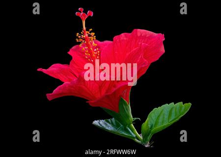 Große rote Hibiskusblume isoliert auf Schwarz. Stockfoto