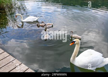 Familie weißer Schwäne am Echternacher See, zwei erwachsener Schwan und fünf junge Schwäne, die friedlich schwimmen, Wolken reflektieren auf der Wasseroberfläche, sonniger Frühlingstag Stockfoto