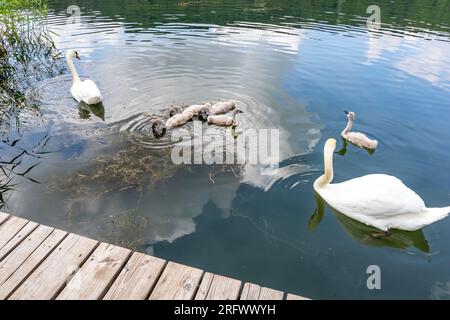 Fünf junge Schwäne schwimmen friedlich zwischen zwei erwachsenen Schwanen, Echternacher See mit einer Familie von Schwanen, Wolken reflektieren auf der Wasseroberfläche, sonnige Quelle Stockfoto