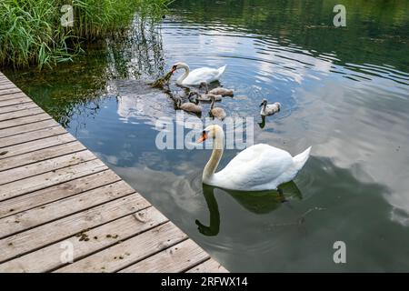 Echternacher See mit einer Schwanenfamilie, zwei erwachsenen Schwäne und fünf jungen Schwäne, die friedlich schwimmen, einer isst Seetang, Wolken reflektieren auf der Wasseroberfläche Stockfoto