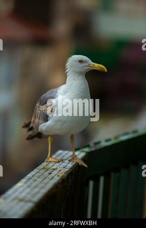 Eine Möwe sitzt auf dem Balkongeländer. Stockfoto