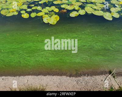 Blühendes Wasser im Fluss. Viele Seerosen und ein Teil des Ufers im Rahmen, hoher Betrachtungswinkel. Stockfoto