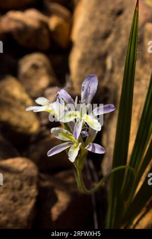 Kleine, wunderschöne Blumen einer der Babiana-Arten Südafrikas, die zwischen den Felsen der Cederberg-Berge in Südafrika wachsen. Stockfoto