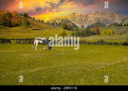 Weißes Pferd auf grünem Gras im Herbst. Weißes Pferd grast bei Sonnenuntergang auf der Wiese. Sonnenuntergang mit weißem Pferd in Şavşat, Türkei Stockfoto