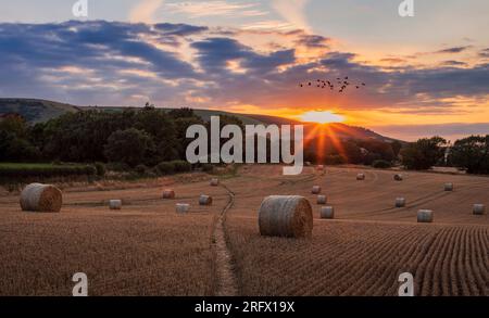 Sonnenuntergang hinter Kingston Ridge von den Rodmell Barley Fields, eingebettet in den Südufer von East Sussex South East England UK Stockfoto