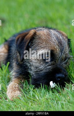 Border Terrier Hundewelpe lag im Gras. Stockfoto