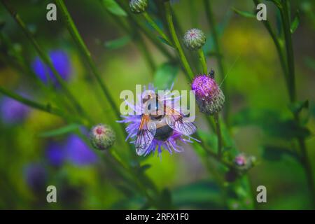 Ein großer Rattenschwanz (Volucella pellucens), der sich aus einer rosa Distelblume vor einem unscharfen grünen Hintergrund ernährt. Stockfoto