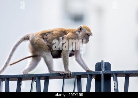 Ein makakes Langschwanzbaby klammert sich an der Unterseite seiner Mutter, während sie die Ballustrade einer Fußgängerbrücke vor einer Baustelle, S, entlangläuft Stockfoto