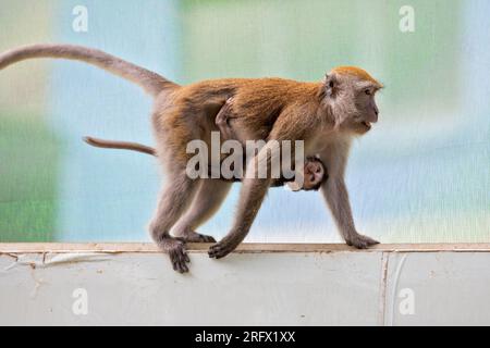 Eine weibliche Langschwanzmakake saugt ihr Baby, während sie auf der Waterway Sunrise Baustelle in Singapur spaziert Stockfoto