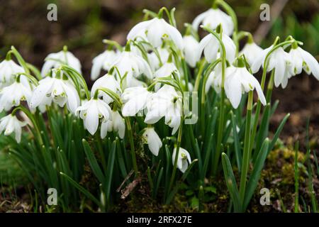 Der zweiblütige Schneetropfen „Flore Pleno“ (Galanthus nivalis f. pleniflorus „Flore Pleno“) Stockfoto