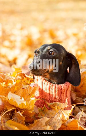 Porträt eines Dackel-Hundes in den gefallenen Blättern eines Herbstparks an einem sonnigen Tag. Wandern mit einem Hund in einem warmen Jumpsuit an einem kalten Tag. Stockfoto