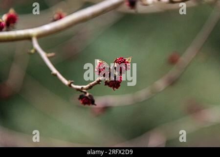 Blumen aus persischem Eisenholz (Parrotia persica) Stockfoto