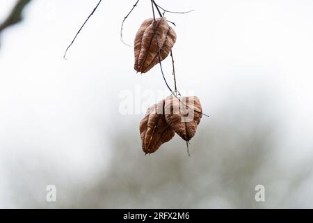 Samenschoten eines goldenen Regenbaums (Koelreuteria paniculata) Stockfoto